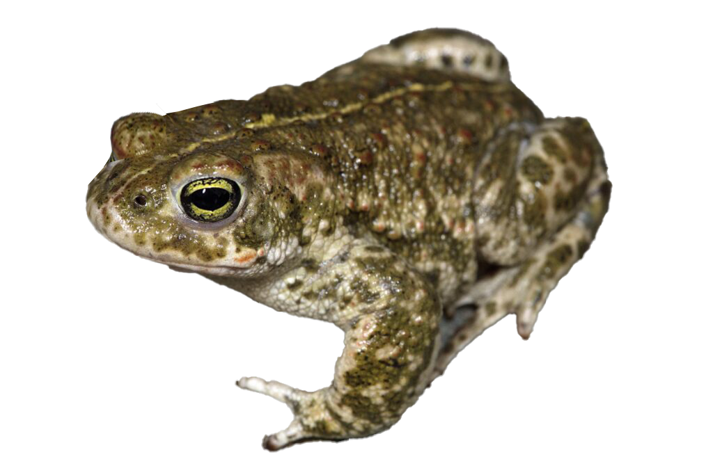 Natterjack toad blinks with one eye