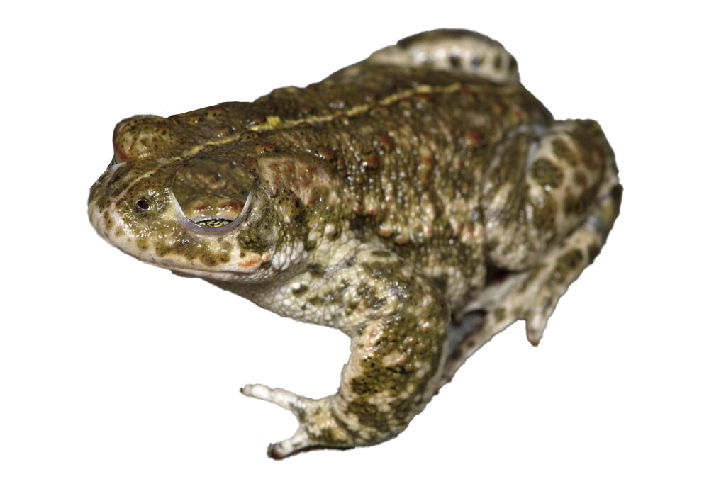 Natterjack toad blinks with both eyes