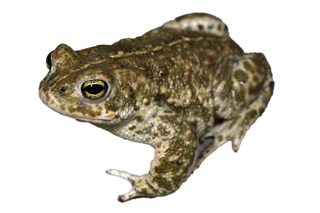 Natterjack toad